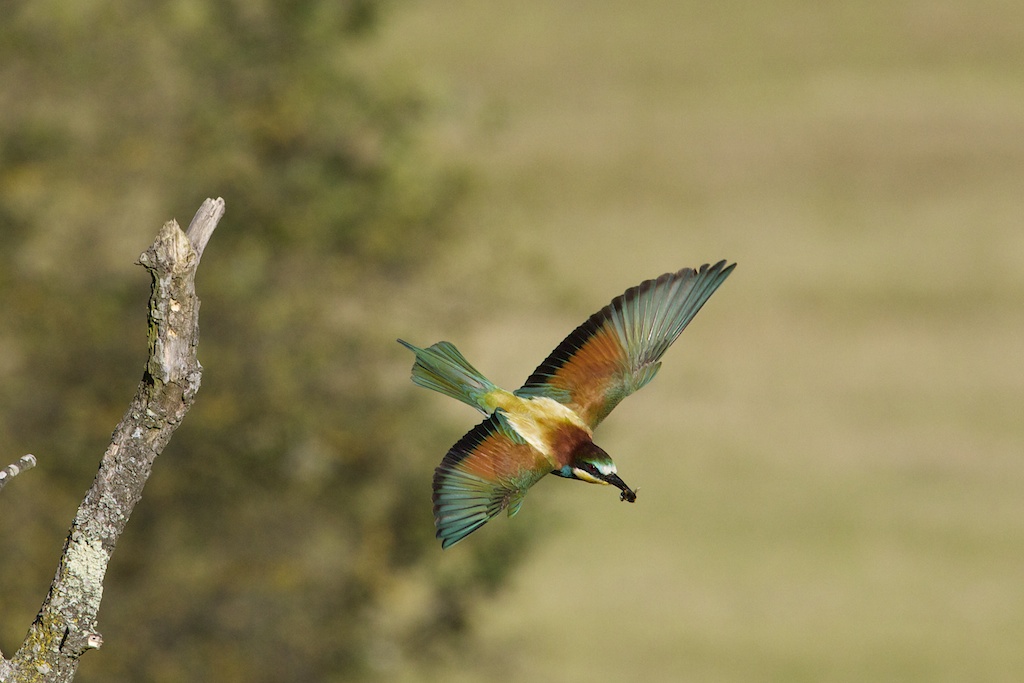Bee Eater 4